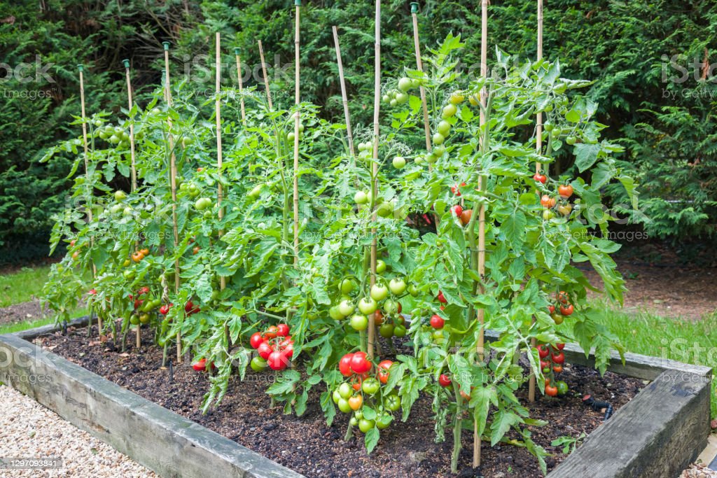Landatu zure tomateak kimubat jardinarium lorategia