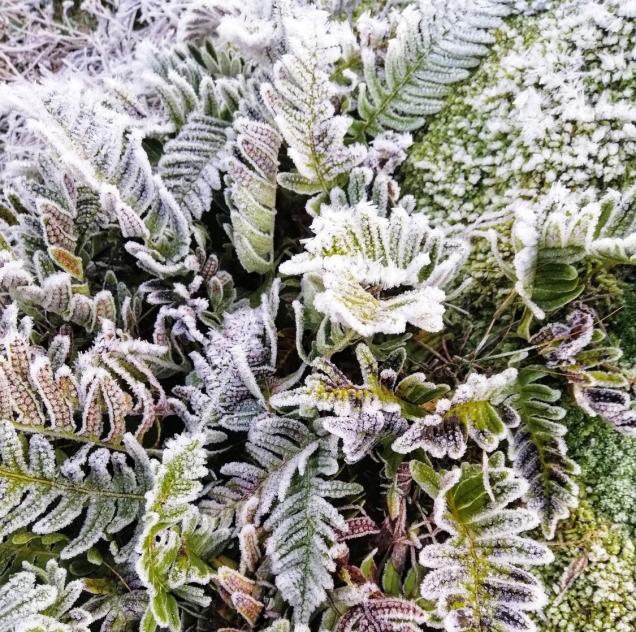 landareak neguan babestu protege tus plantas invierno izozte nevadas heladas jardinarium