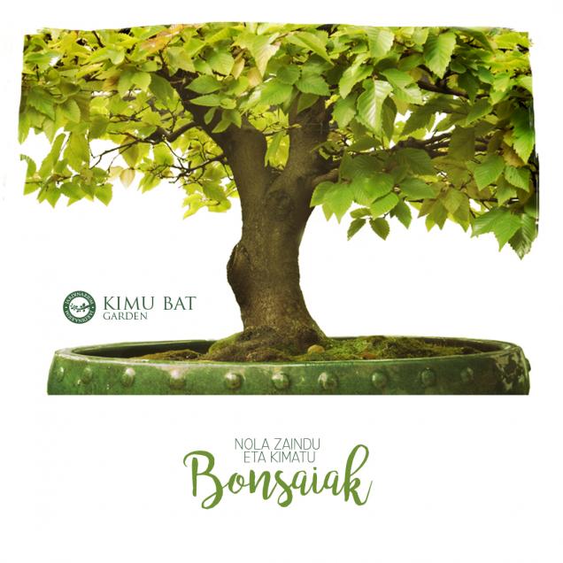 ¡Aprende el arte de los bonsáis!
