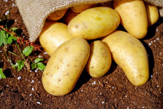 Aprende a cultivar patatas en una maceta