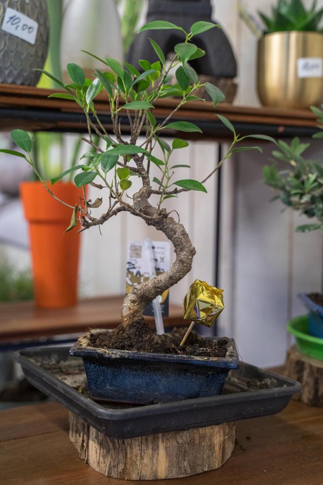 bonsai kimubat