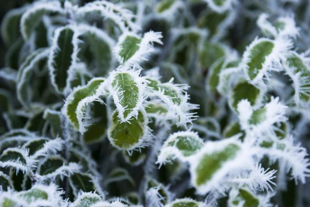 Cómo proteger nuestras plantas en invierno
