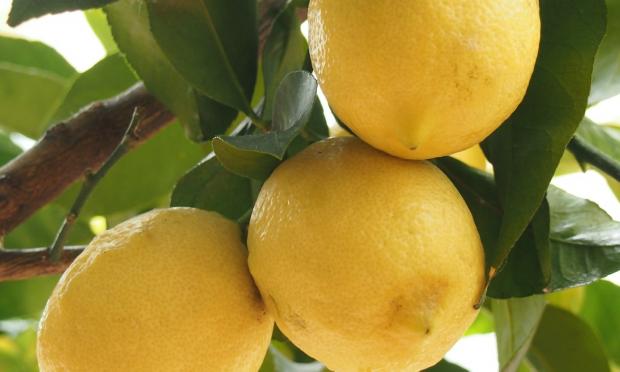 kimubat garden landareak azpeitia jardinarium limonero limon fruta