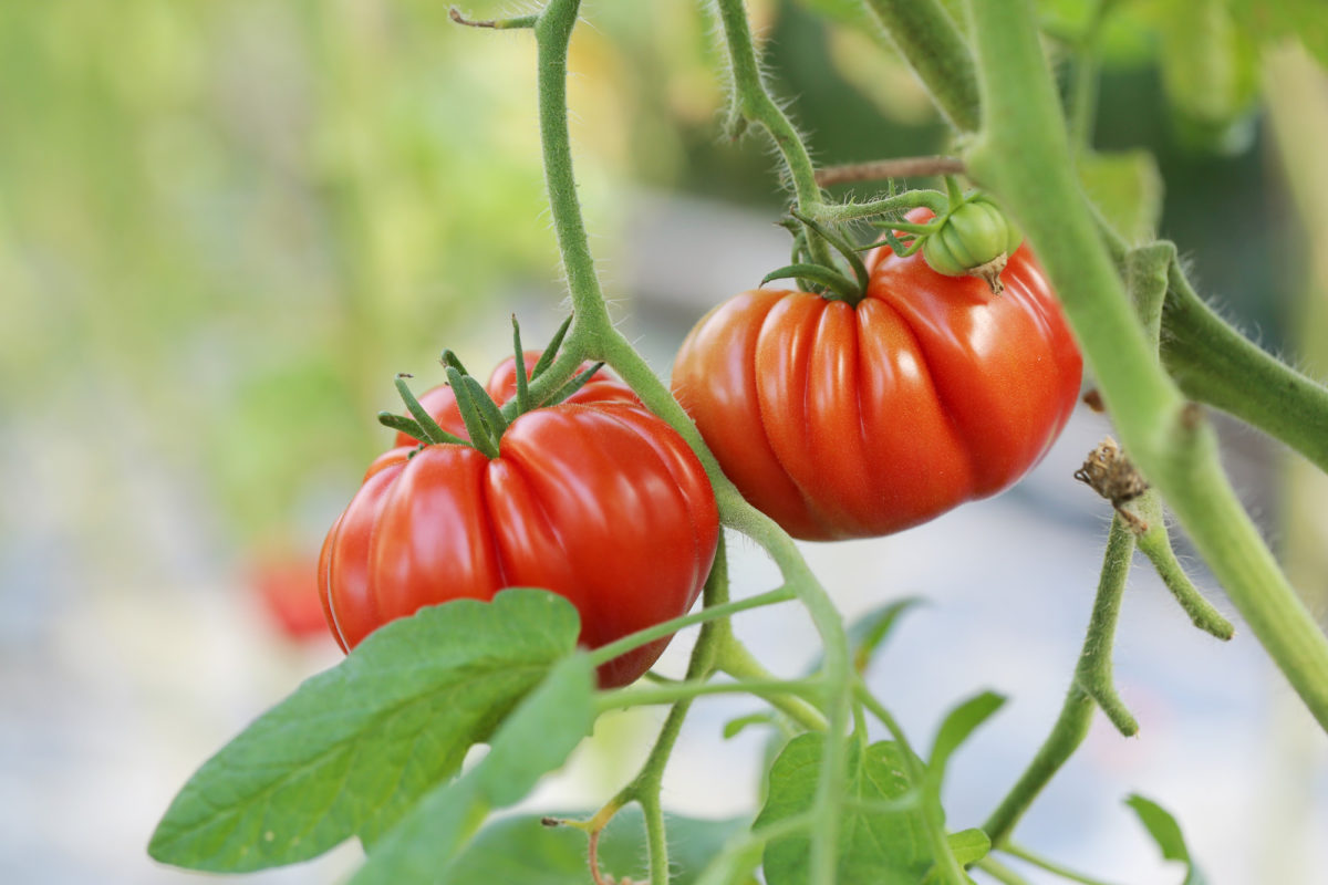 Landatu zure tomateak kimubat jardinarium lorategia