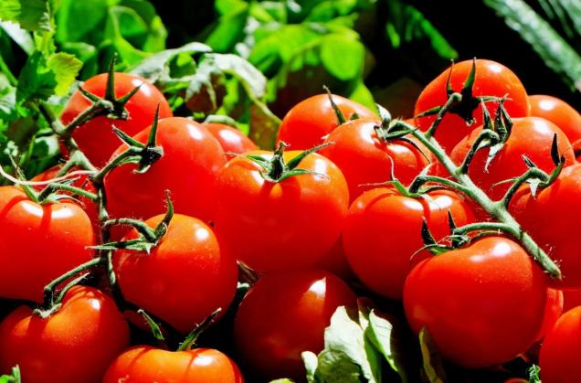 tomate garden kimubat jardinarium lorategia 