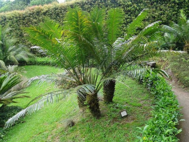 cycas jardinarium lorategia kimubat palmera