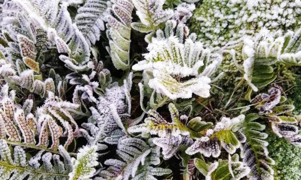 landareak neguan babestu protege tus plantas invierno izozte nevadas heladas jardinarium