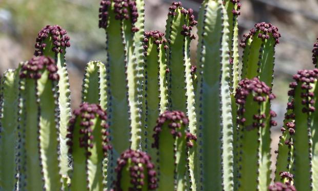 cactus jardinarium verano kimubat crasas