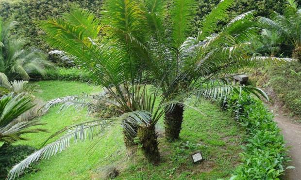 cycas jardinarium lorategia kimubat palmera
