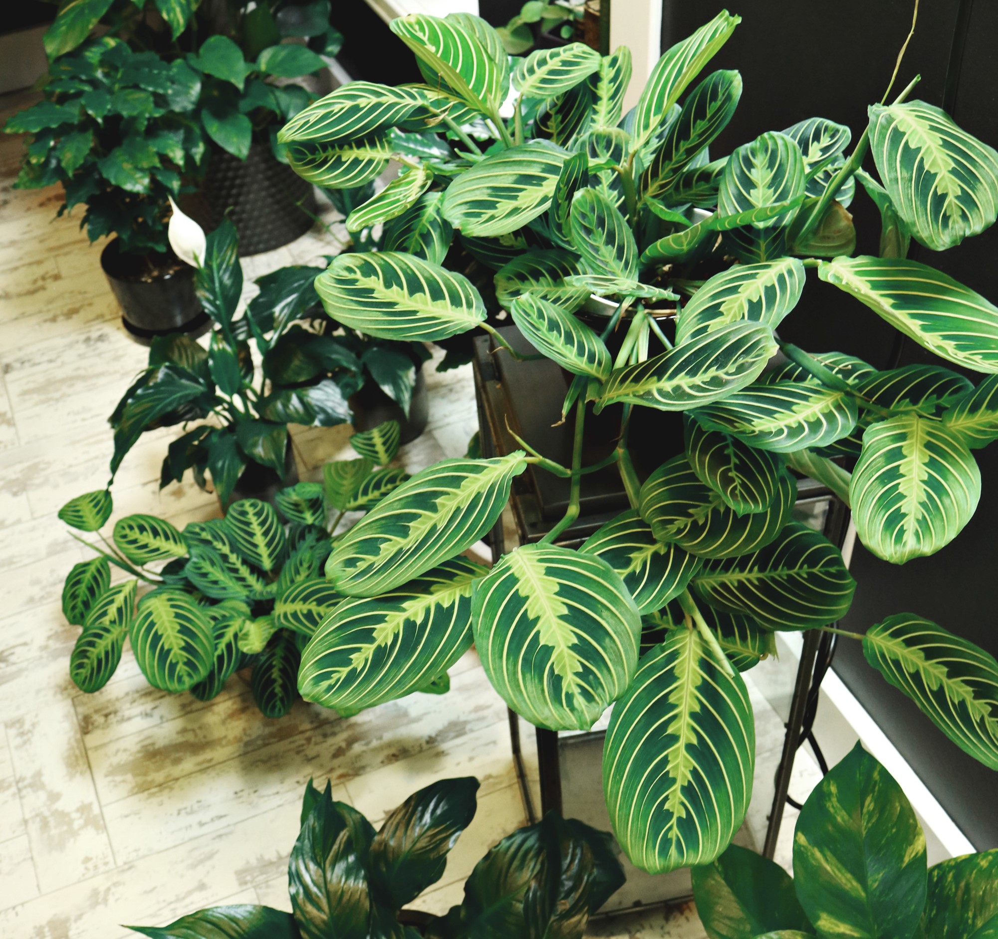 Calathea, landare kamaleonikoa