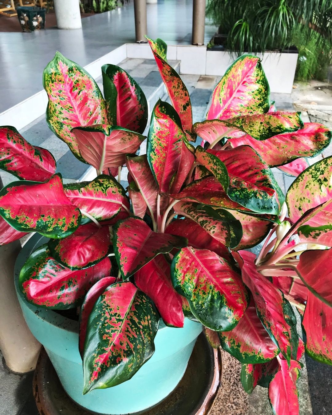 Aglaonema: landare kamaleonikoa